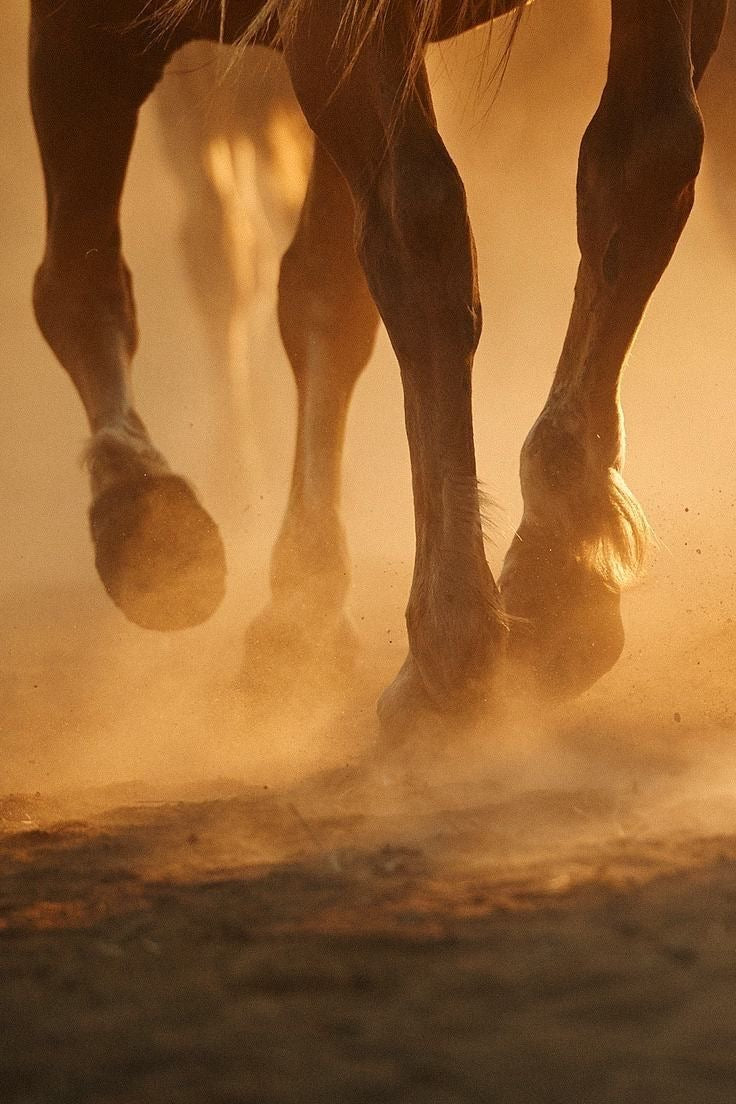 Equestrian Summer 2026