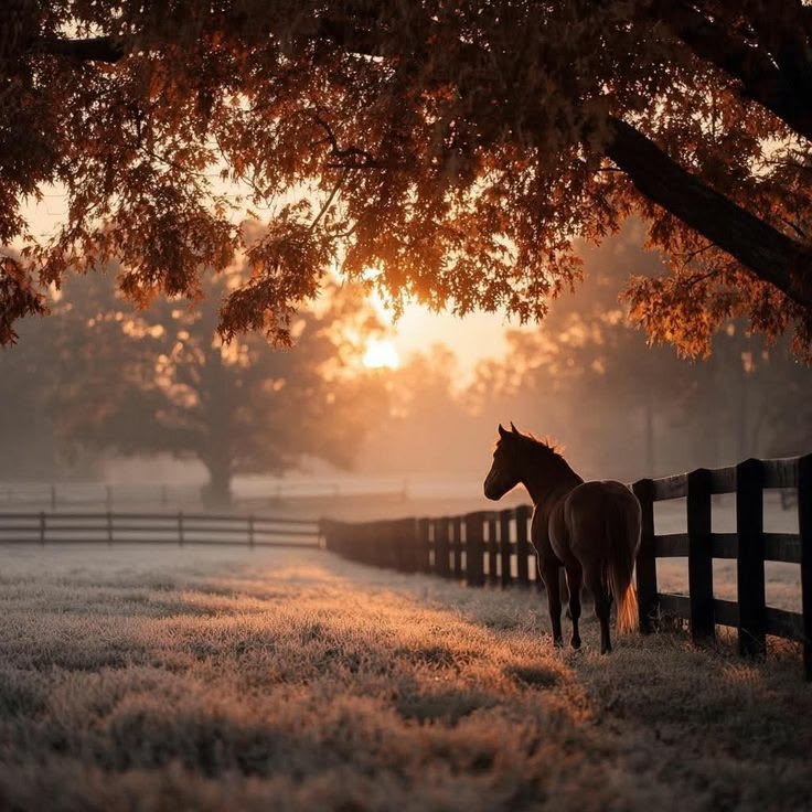 Equestrian Autum 2026